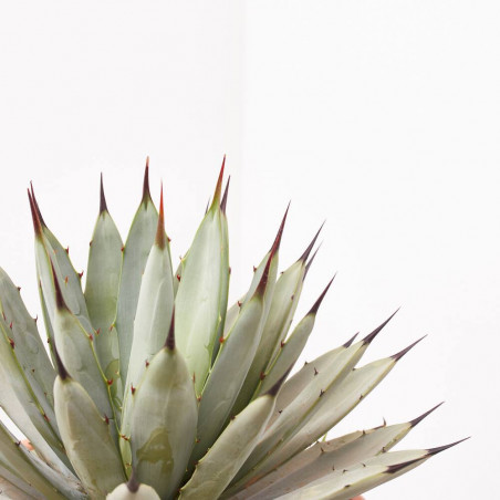 AGAVE MACROCANTHA MACETA 8L