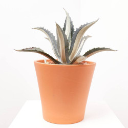 AGAVE MEDIOPICTA LUNA