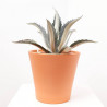 AGAVE MEDIOPICTA LUNA