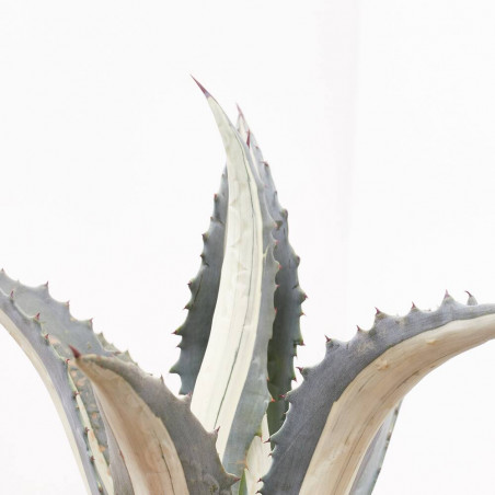 AGAVE MEDIOPICTA LUNA