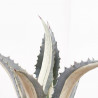 AGAVE MEDIOPICTA LUNA