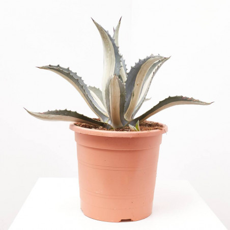 AGAVE MEDIOPICTA LUNA