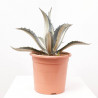 AGAVE MEDIOPICTA LUNA