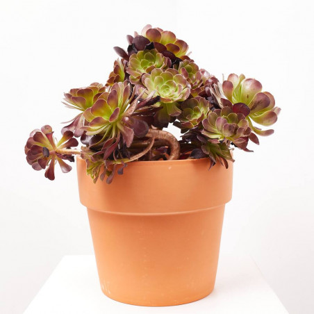 CRASSULAS PREMIUM SELECTION MACETA 27CM