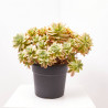 CRASSULAS PREMIUM SELECTION MACETA 27CM