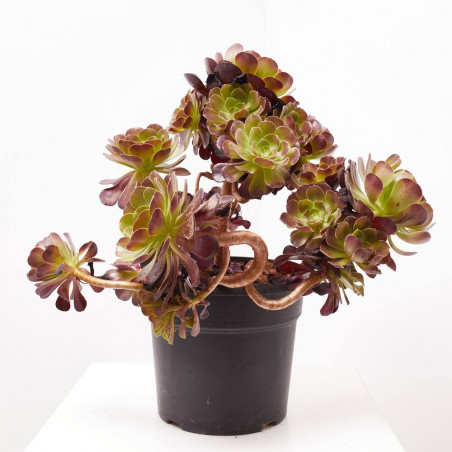 CRASSULAS PREMIUM SELECTION MACETA 27CM