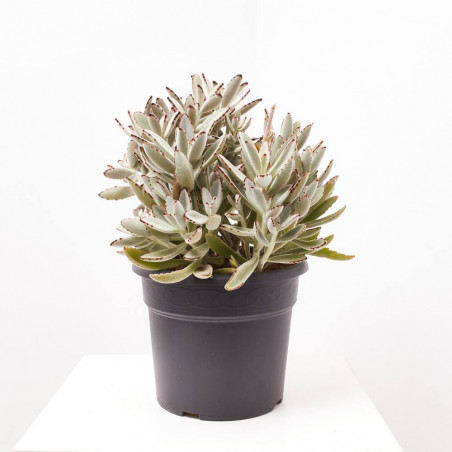 CRASSULAS PREMIUM SELECTION MACETA 27CM