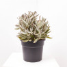 CRASSULAS PREMIUM SELECTION MACETA 27CM