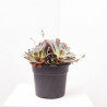 CRASSULAS PREMIUM SELECTION MACETA 27CM
