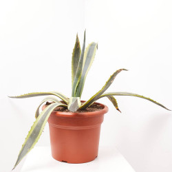 AGAVE SPECTABILIS MEDIOPICTA MACRETA 15L