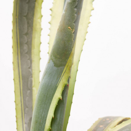 AGAVE SPECTABILIS MEDIOPICTA MACRETA 15L