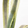 AGAVE SPECTABILIS MEDIOPICTA MACRETA 15L