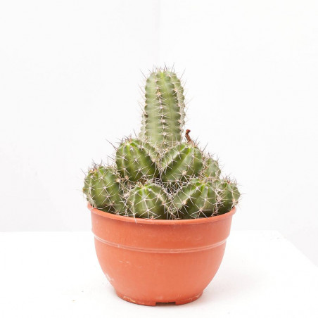 CACTUS MIX TARRINA 20CM