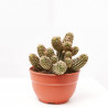 CACTUS MIX TARRINA 20CM
