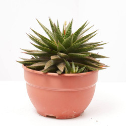 ALOE BLACK STAR TARRINA 20CM