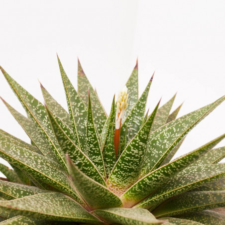 ALOE BLACK STAR TARRINA 20CM