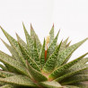 ALOE BLACK STAR TARRINA 20CM