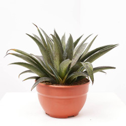 MANGAVE COLLECTION MACETA 20CM