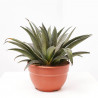 MANGAVE COLLECTION MACETA 20CM