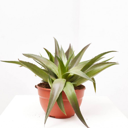MANGAVE COLLECTION MACETA 20CM
