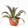 MANGAVE COLLECTION MACETA 20CM