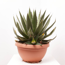 AGAVE MIX TARRINA 40CM