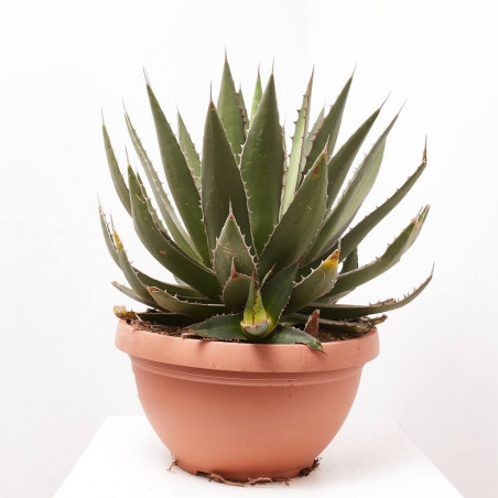 AGAVE MIX TARRINA 40CM