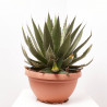 AGAVE MIX TARRINA 40CM