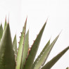 AGAVE MIX TARRINA 40CM