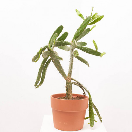 OPUNTIA POLYCANTHA RUBRA MACETA 8L