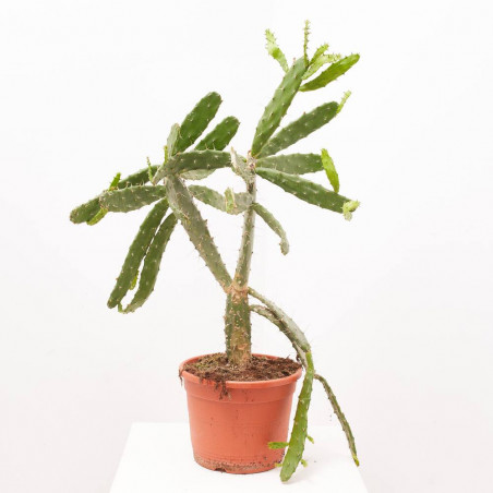 OPUNTIA POLYCANTHA RUBRA MACETA 8L