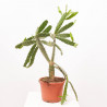 OPUNTIA POLYCANTHA RUBRA MACETA 8L