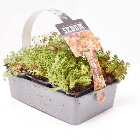 SEDUM BANDEJA 6UDS