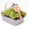 SEDUM BANDEJA 6UDS