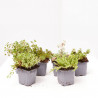 SEDUM BANDEJA 6UDS