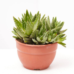 ALOE DISTENS TARRINA 20CM