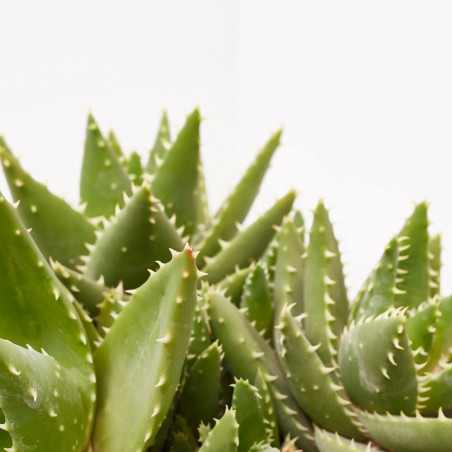 ALOE DISTENS TARRINA 20CM
