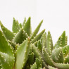ALOE DISTENS TARRINA 20CM
