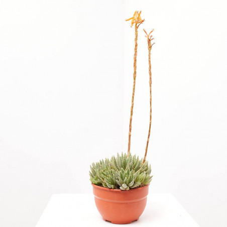ALOE BREVIFOLIA TARRINA 20CM