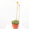 ALOE BREVIFOLIA TARRINA 20CM