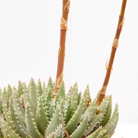 ALOE BREVIFOLIA TARRINA 20CM