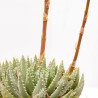 ALOE BREVIFOLIA TARRINA 20CM
