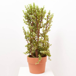 PORTULACARIA AFRA MACETA 8L