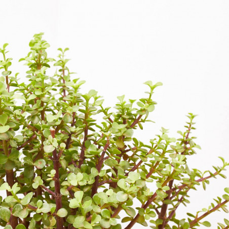 PORTULACARIA AFRA MACETA 8L