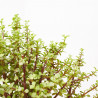 PORTULACARIA AFRA MACETA 8L