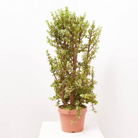 PORTULACARIA AFRA MACETA 8L