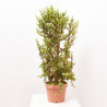 PORTULACARIA AFRA MACETA 8L