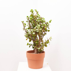 PORTULACARIA AFRA MACROPHYLLA MACETA 8L