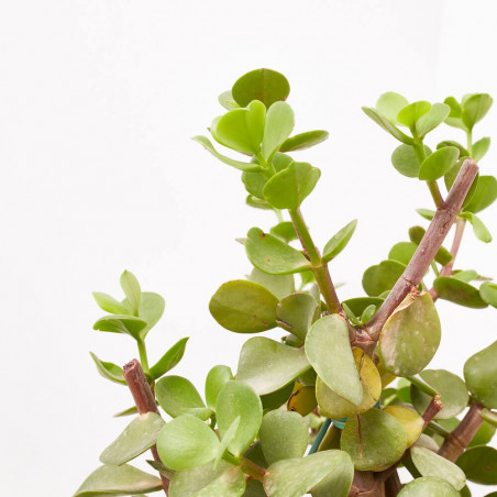 PORTULACARIA AFRA MACROPHYLLA MACETA 8L