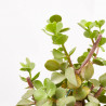 PORTULACARIA AFRA MACROPHYLLA MACETA 8L